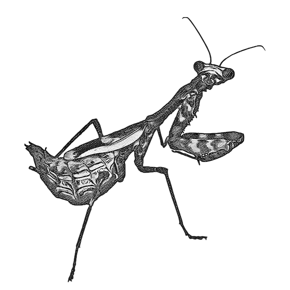 Mantis Symbol Image